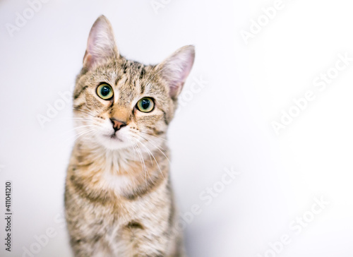 A cute tabby shorthair cat looking at the camera with a head tilt