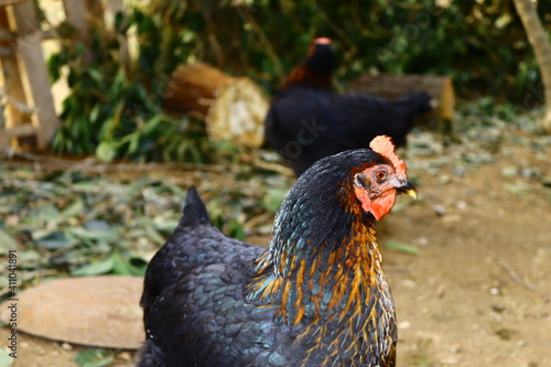portrait photo of black chicken