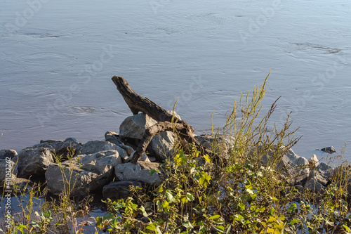 driftwood on rocks on a river bank  looking like a lizard