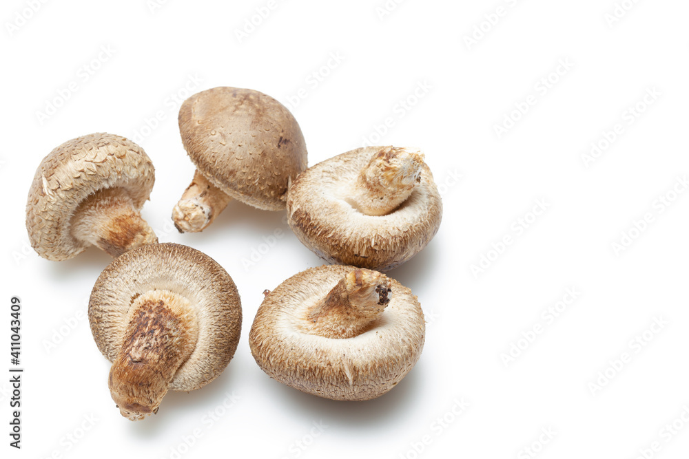 生椎茸 生椎茸