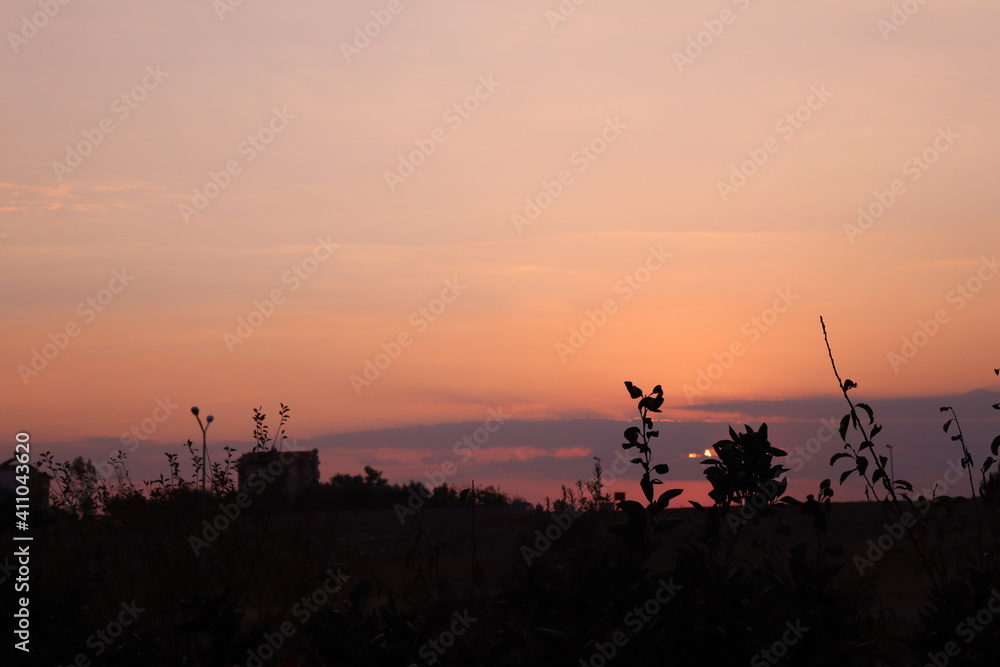 Naklejka premium sunset and trees