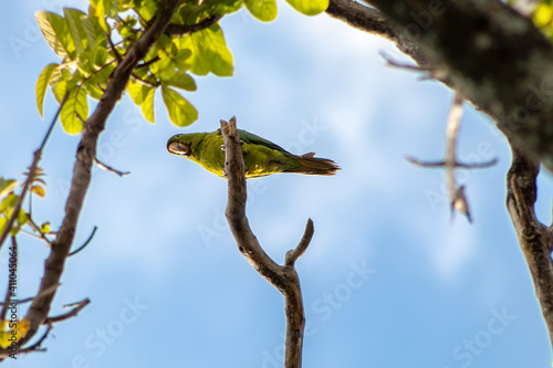 parrot on a branch of a tree