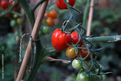 red and green tomatoes grow in the garden, healthy food at home