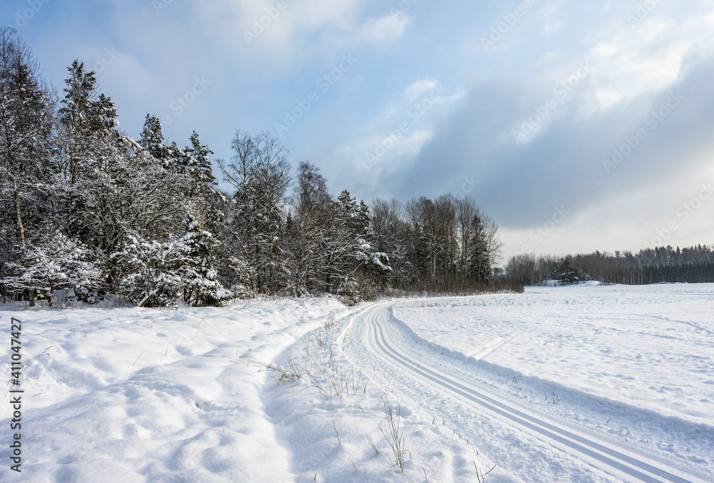 Ski track on the snow field. Beautiful winter landscape. The edge of the forest with rows of trees evergreens covered with snow. The ski trails in different directions. Healthy people lifestyle.