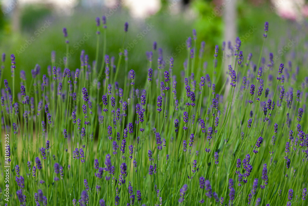 Background image - blooming lavender growing in the field