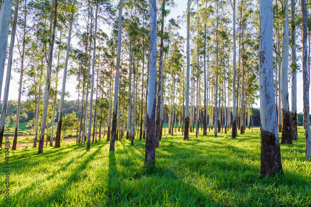 Obraz premium Árbol de eucalipto, bosque de eucalipto, Eucalyptus