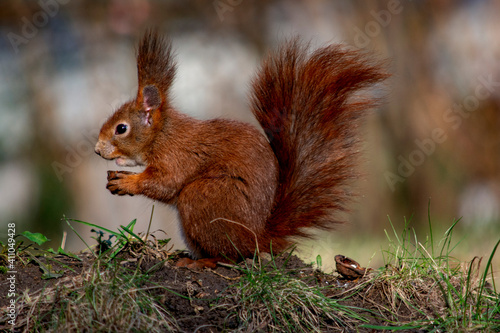 ruda wiewiórka 