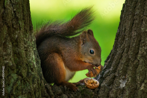 ruda wiewiórka  © Dariusz Grochal 