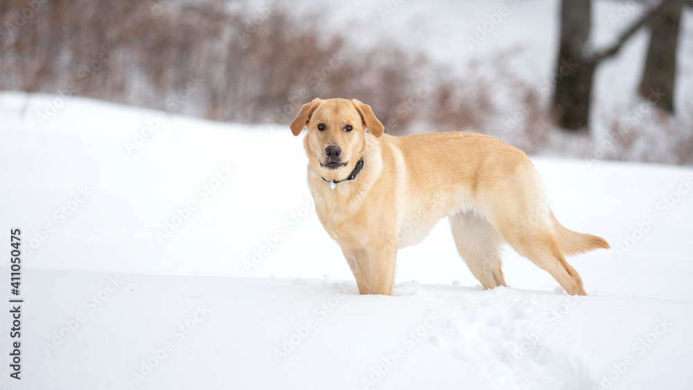 Golden retriever in snow