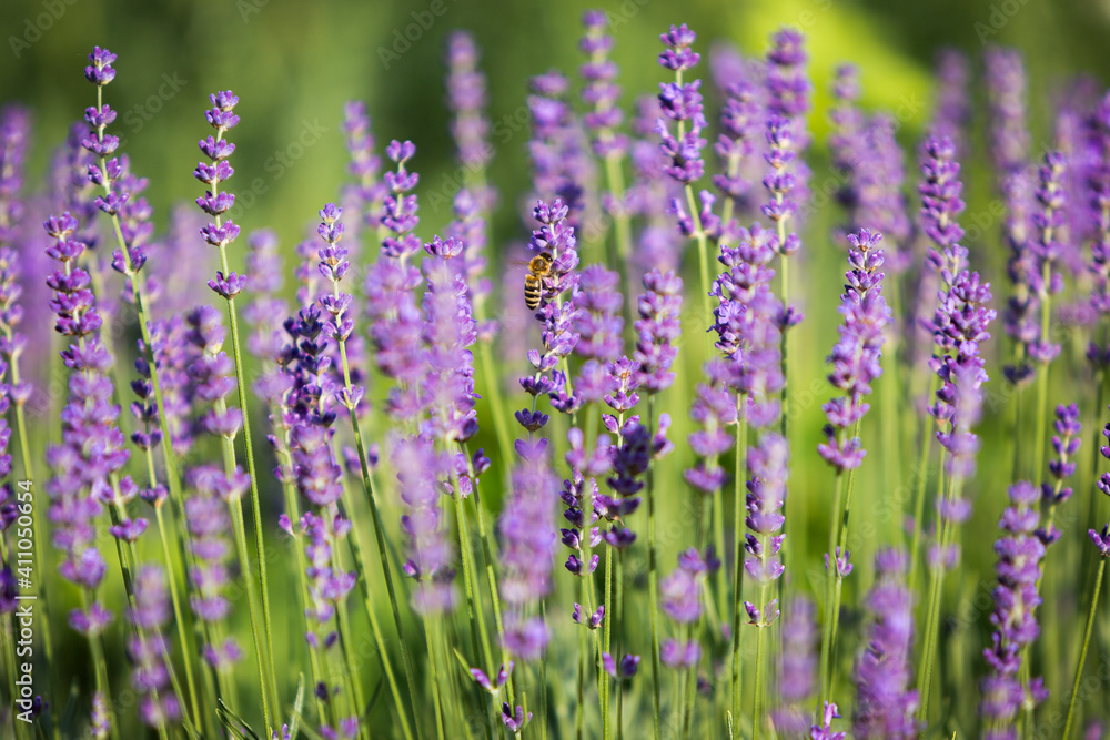 Lavendel mit Biene Lavendel mit Biene