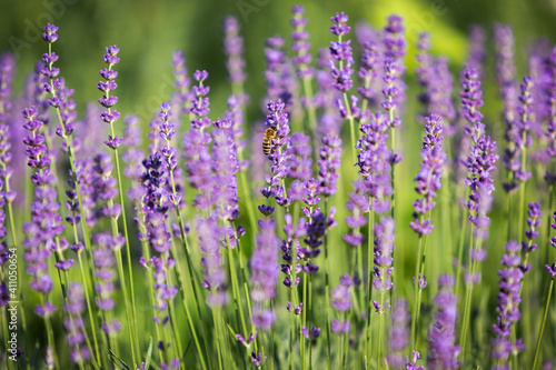 Lavendel mit Biene © Harlekin-Graphics