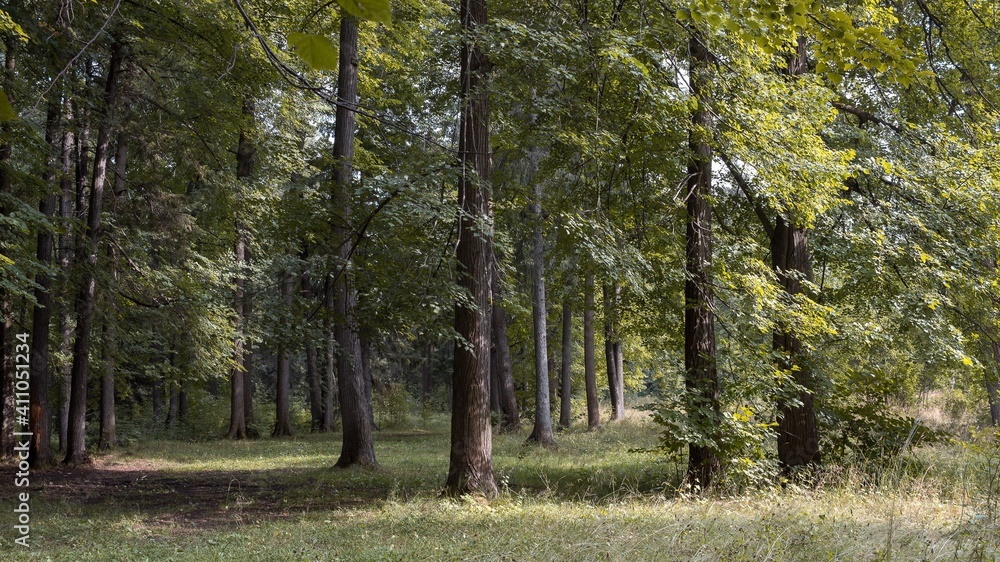 Fototapeta premium trees in the forest