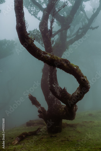 tree in the fog. Beautiful tree in the forest