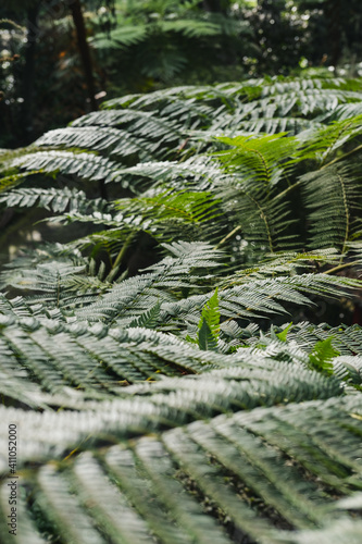 wallpaper fern in tropical forest