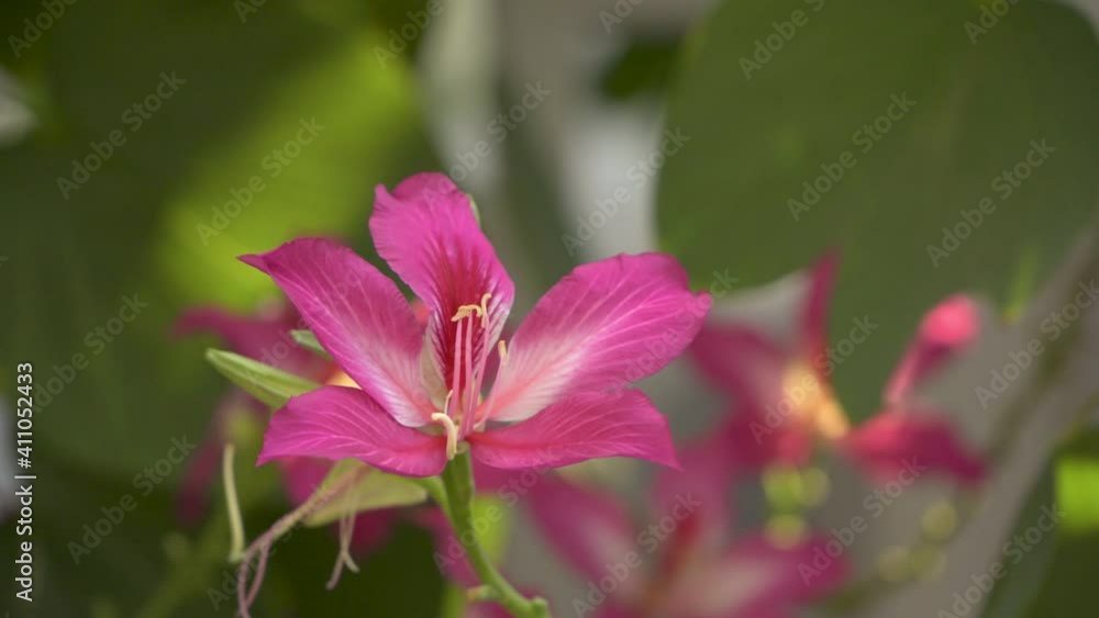 Bauhinia purpurea L, Hong Kong Orchid Tree or Purple Bauhinia flower blooming in garden, windy weather, 4K, soft focus Bauhinia purpurea L, Hong Kong Orchid Tree or Purple Bauhinia flower blooming in garden, windy weather, 4K, soft focus