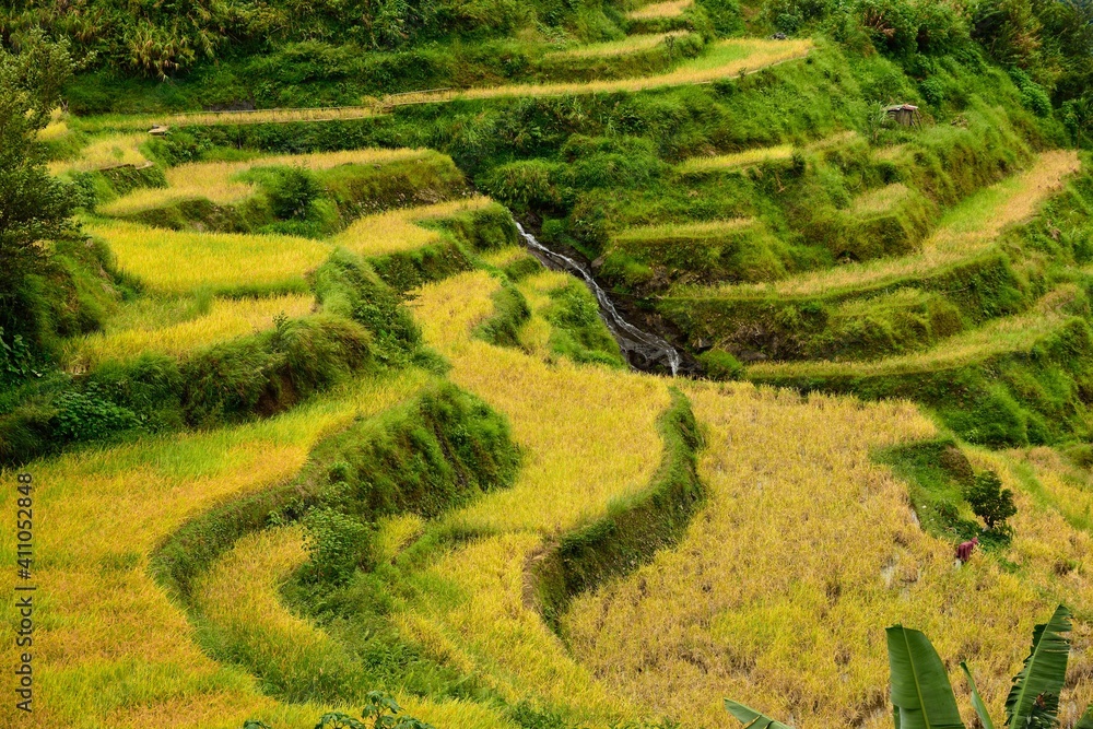 Rice terraces in the mountain in banaue Philippines
