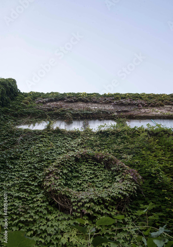 green ivy plants clings to the wall photo