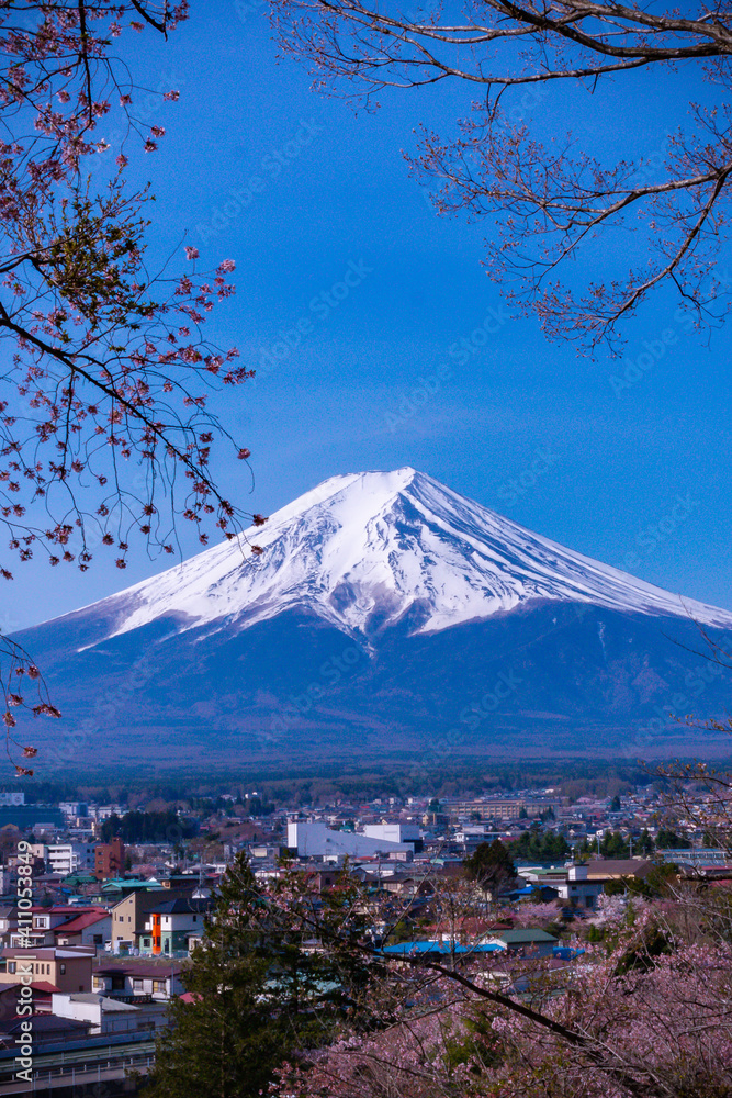 Fototapeta premium mountain and cherry blossoms - Mount Fuji in Japan 