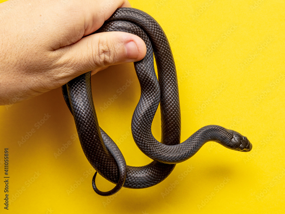 The Mexican black kingsnake (Lampropeltis getula nigrita) is part of