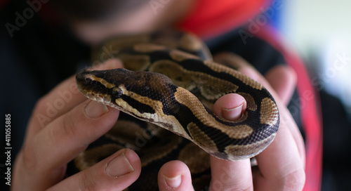 Python snake between its owner's fingers