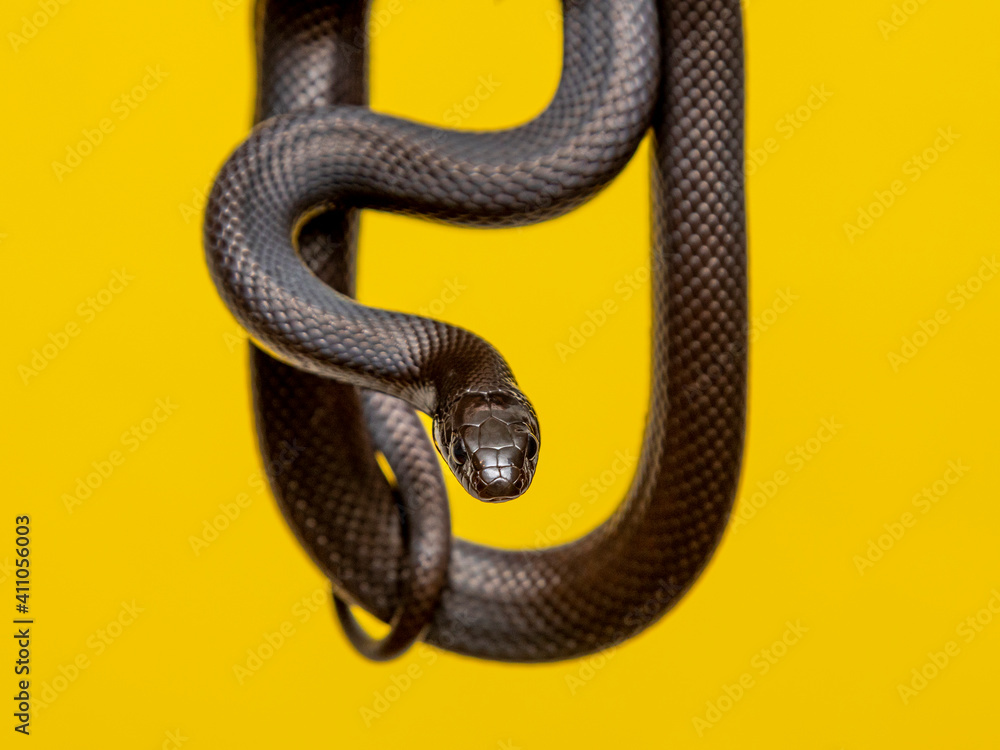 The Mexican black kingsnake (Lampropeltis getula nigrita) is part of