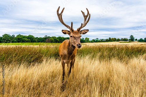 Clouse up of a male deer on the fields of Richmoond near London, UK. Head of a red deer in the wild