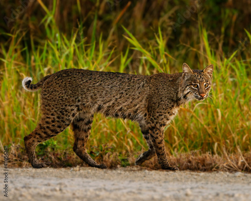 Bobcat trot