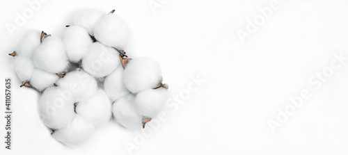 Fotografija cotton flower plant on light background