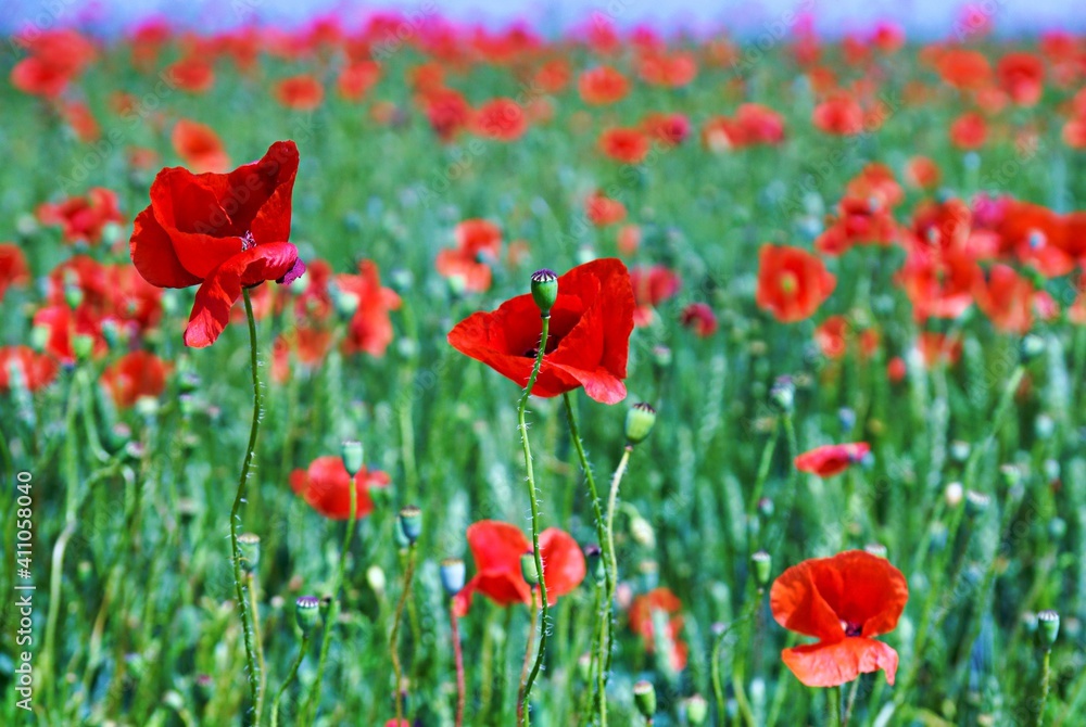 Obraz premium Wild poppy field on a beautiful and sunny spring day