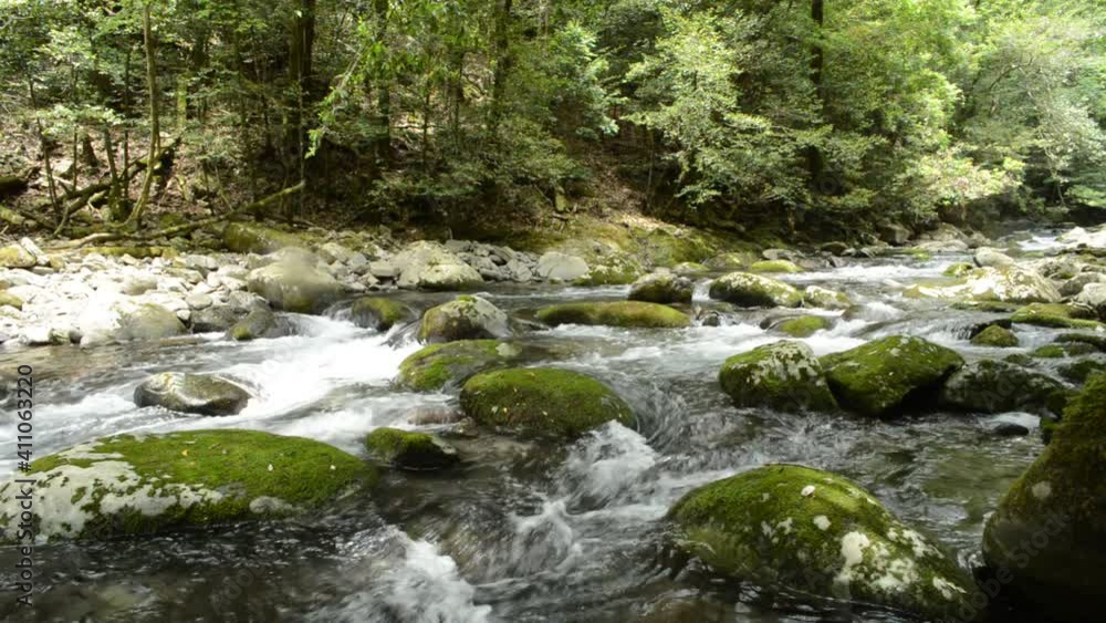 緑の森をバックに苔むした石と川の流れ 緑の森をバックに苔むした石と川の流れ