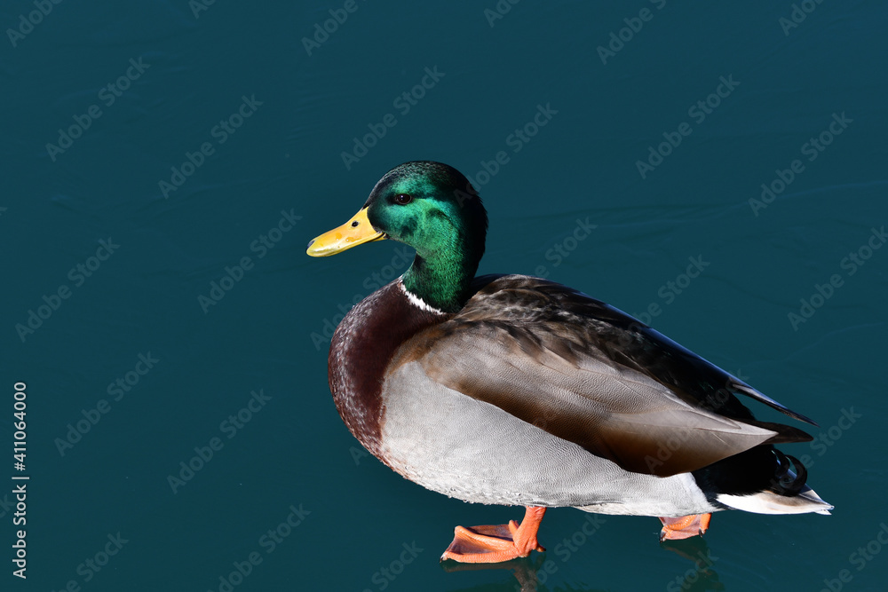 Obraz premium Male Mallard Duck walking across frozen lake