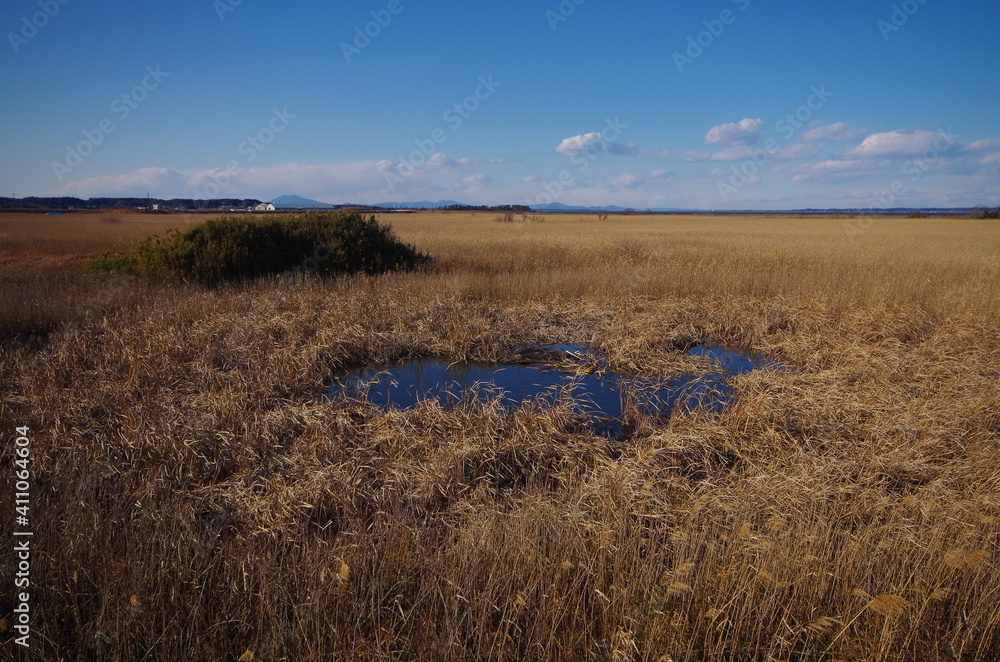 枯れ草と湿地