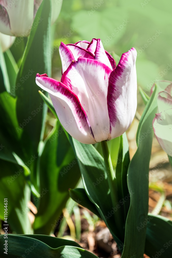 Fototapeta premium White and pink tulips on the blurred tulips background, spring holidays and women day theme