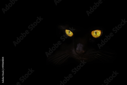 Fototapeta Naklejka Na Ścianę i Meble -  Yellow eyes of cat on dark background