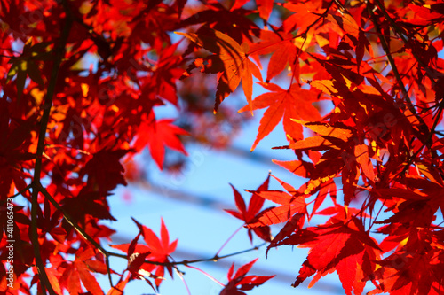 紅葉 美しい 綺麗 モミジ 鮮やか 日本庭園 可憐 落ち着いた 光 © rin