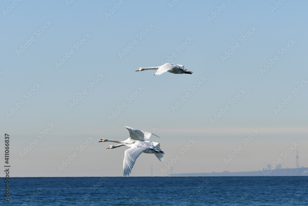 Mute Swans in flight over Lake Ontario