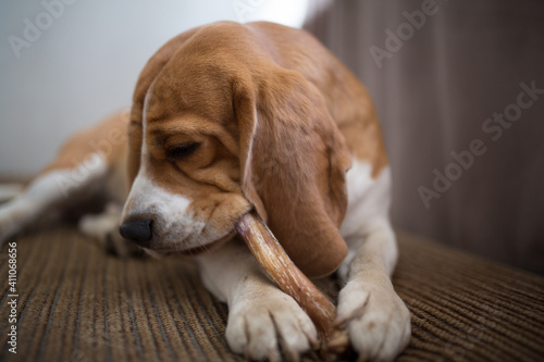 Beagle dog eating photo