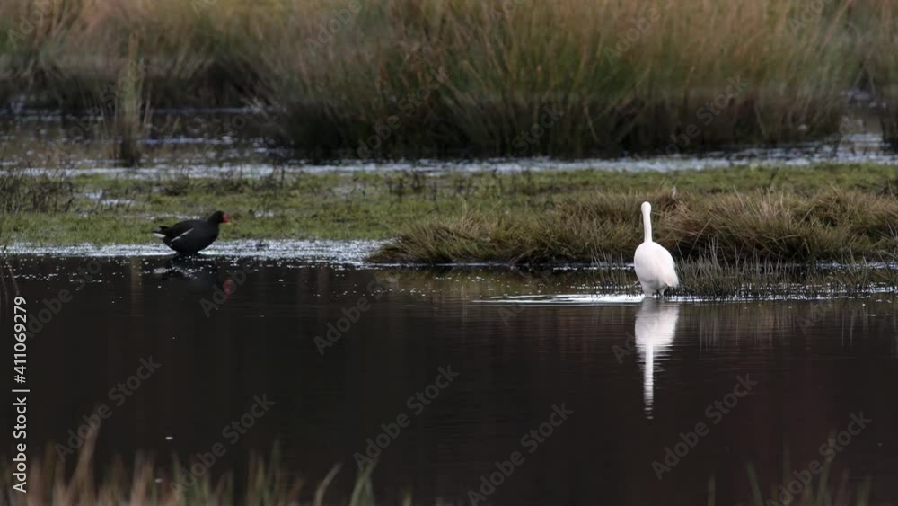 Little Egret in habitat. Her Latin name is Egretta garzetta Little Egret in habitat. Her Latin name is Egretta garzetta