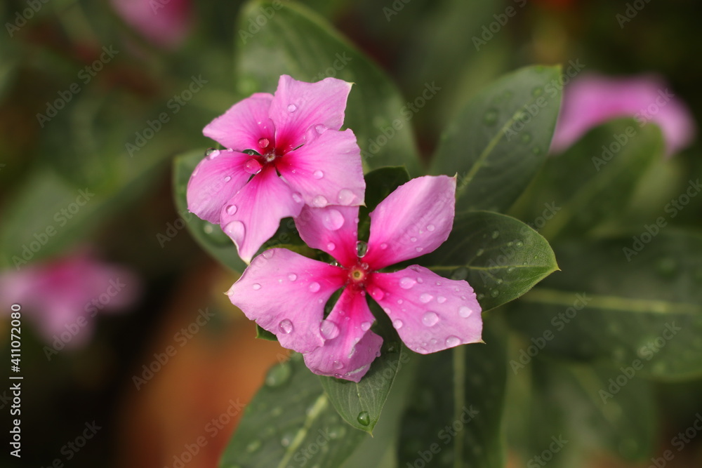 pétalos
lluvia
wallpapper
naturaleza pétalos
lluvia
wallpapper
naturaleza