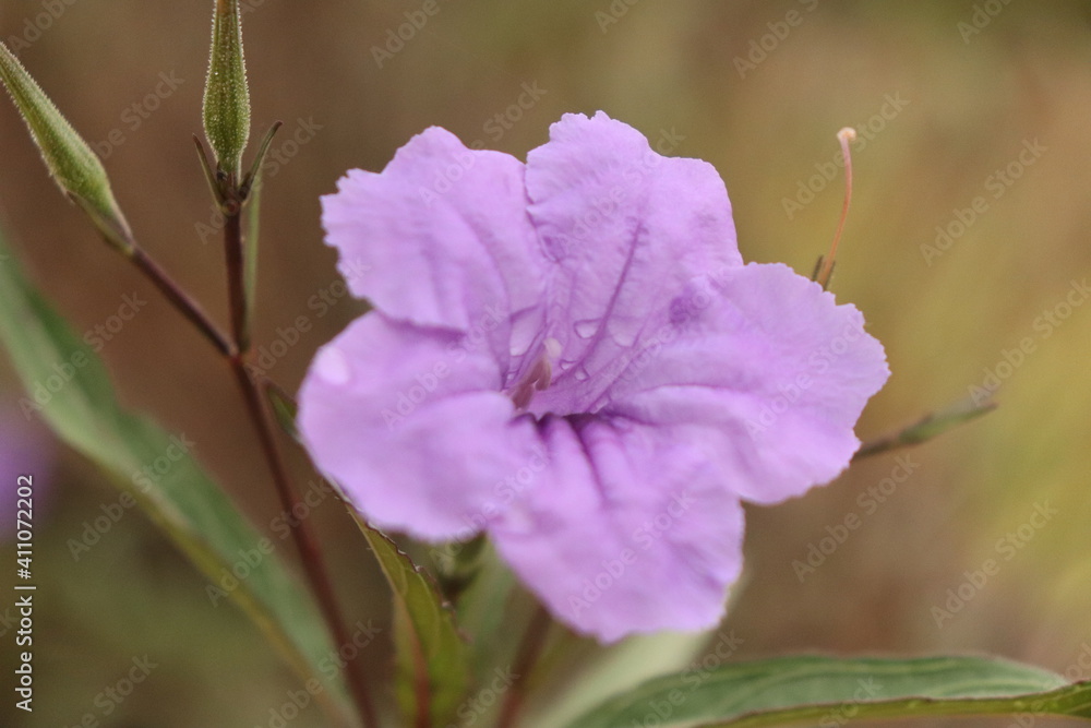 Obraz premium flor morado natural