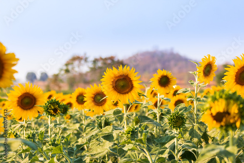 Close-up of sunflowers blooming in the field