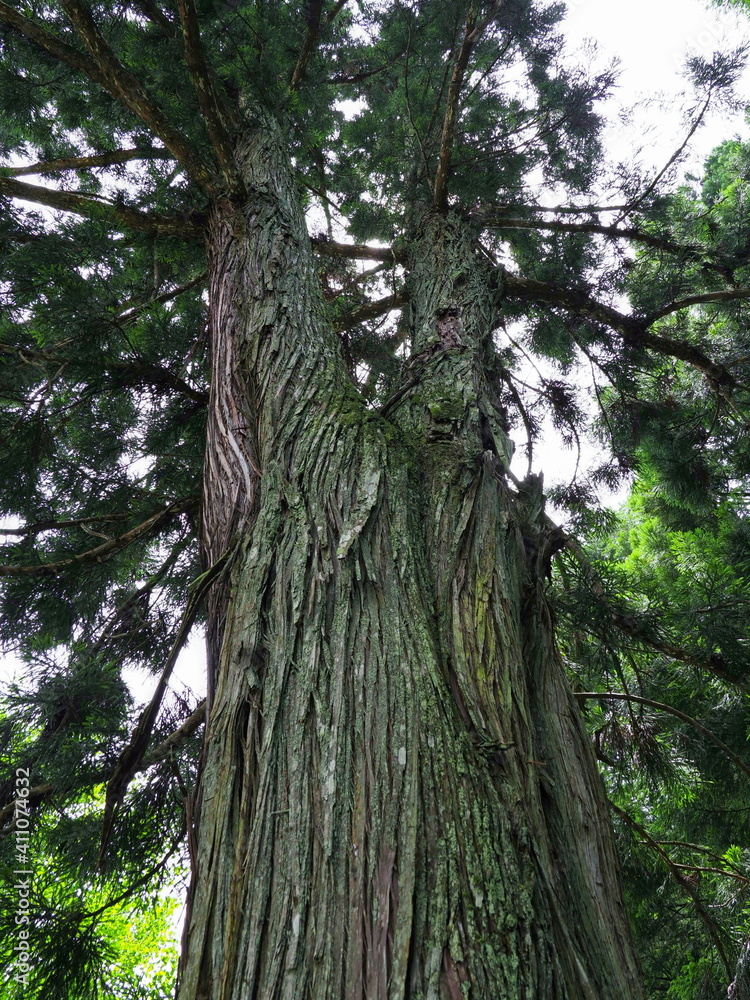 Fototapeta premium 広島熊野神社、爬虫類に見える木。