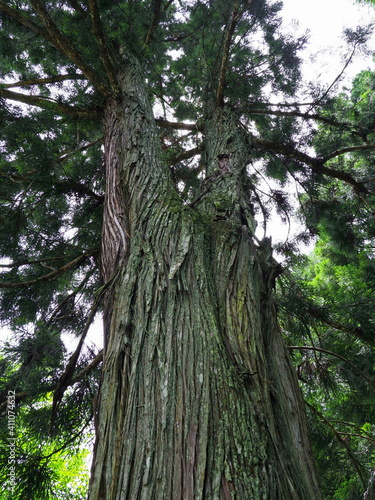 広島熊野神社、爬虫類に見える木。