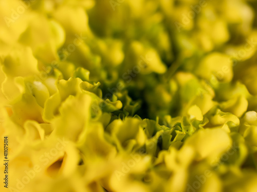 Close up of a marigold flower