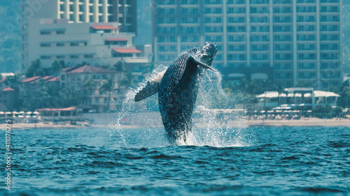 Ballena saltando en Puerto Vallarta