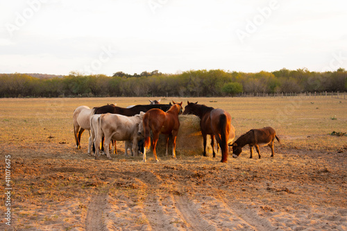 horses in the field