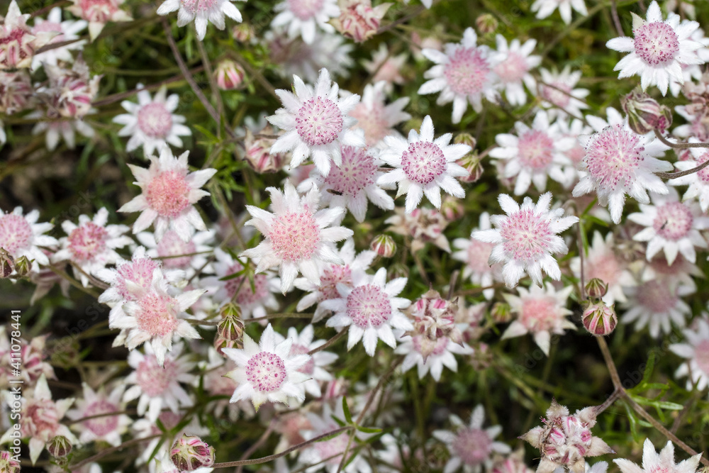 Rare Pink Flannel Flowers flowering after 2020 bushfires in Eastern Australia Rare Pink Flannel Flowers flowering after 2020 bushfires in Eastern Australia