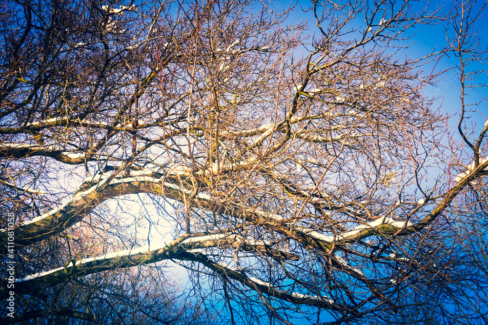 Tree branches covered with snow, sunshine - winter Tree branches covered with snow, sunshine - winter