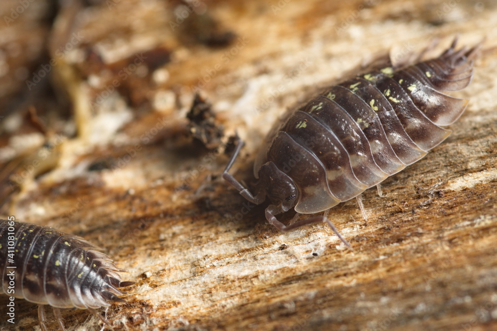 detailed close up of isopod pillbug rolly-polly woodbug woodlouse detailed close up of isopod pillbug rolly-polly woodbug woodlouse