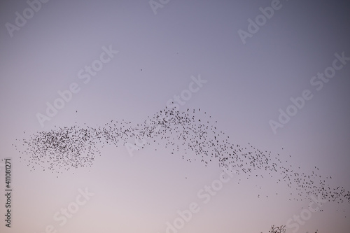 Row of flying bats colony with sunset sky background
 photo